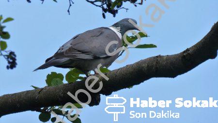 Psikokinezi: Beden Dışı Deneyimlerin Gerçekliği