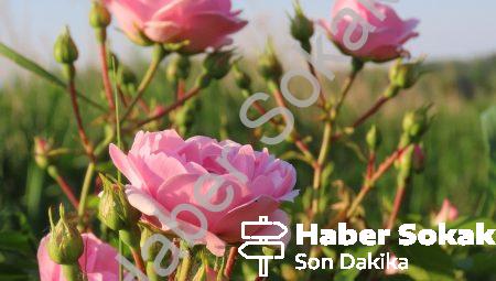 Telepati Hakkında Bilmeniz Gerekenler