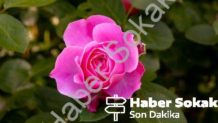 Alternatif Tıbbın Şifalı Güçleri
