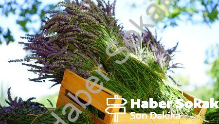 Reçetesiz Sakinleştirici İlaç İsimleri