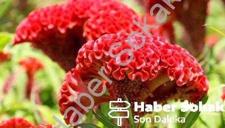 Red Cock Nedir?