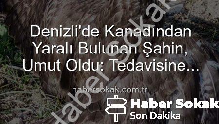 Denizli’de Kanadından Yaralı Bulunan Şahin, Umut Oldu: Tedavisine Başlandı