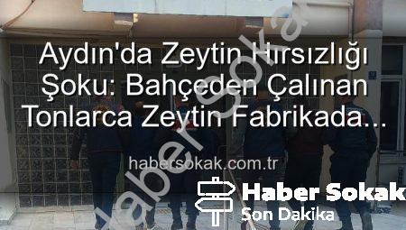 Aydın’da Zeytin Hırsızlığı Şoku: Bahçeden Çalınan Tonlarca Zeytin Fabrikada Ele Geçirildi!