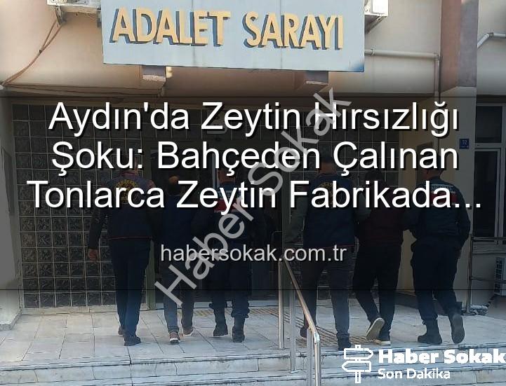 zeytin hırsızlığı - Aydın'da Zeytin Hırsızlığı Şoku: Bahçeden Çalınan Tonlarca Zeytin Fabrikada Ele Geçirildi!