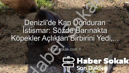 Denizli’de Kan Donduran İstismar: Sözde Barınakta Köpekler Açlıktan Birbirini Yedi, Bağışlar Kayıp!