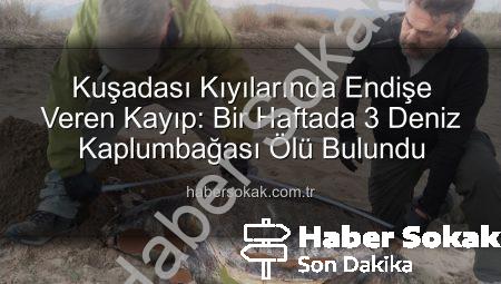 Kuşadası Kıyılarında Endişe Veren Kayıp: Bir Haftada 3 Deniz Kaplumbağası Ölü Bulundu
