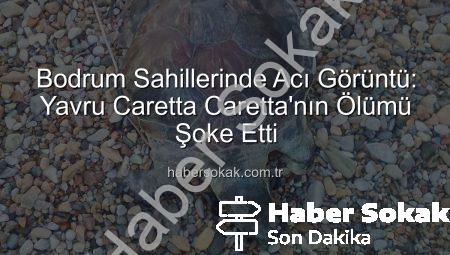 Bodrum Sahillerinde Acı Görüntü: Yavru Caretta Caretta’nın Ölümü Şoke Etti