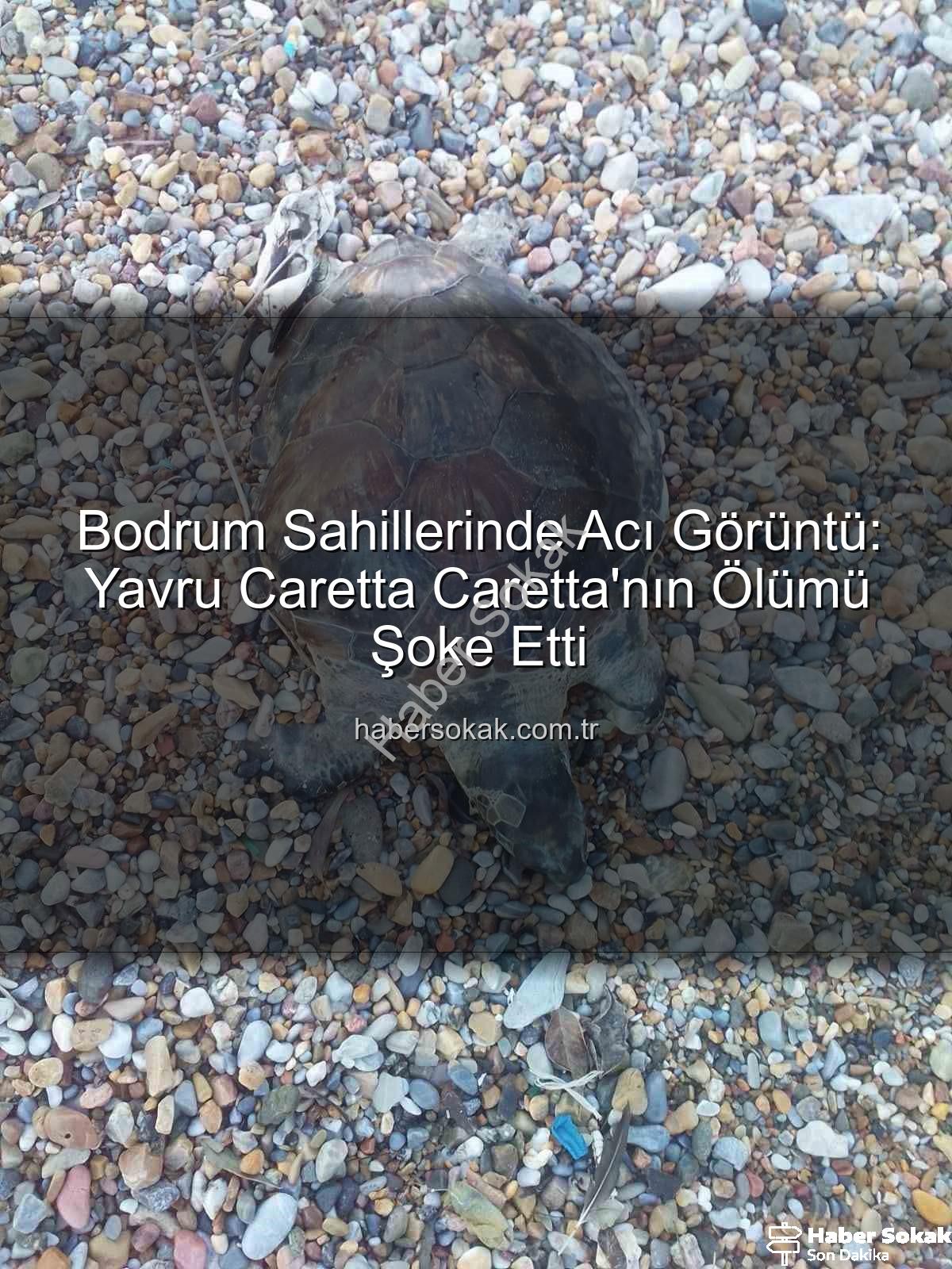 yavru caretta caretta - Bodrum Sahillerinde Acı Görüntü: Yavru Caretta Caretta'nın Ölümü Şoke Etti