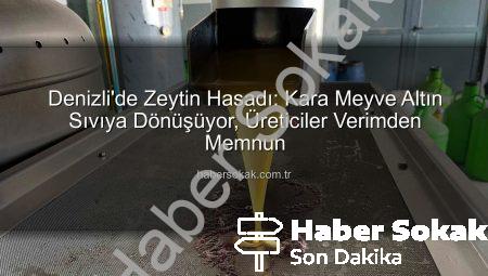 Denizli’de Zeytin Hasadı: Kara Meyve Altın Sıvıya Dönüşüyor, Üreticiler Verimden Memnun