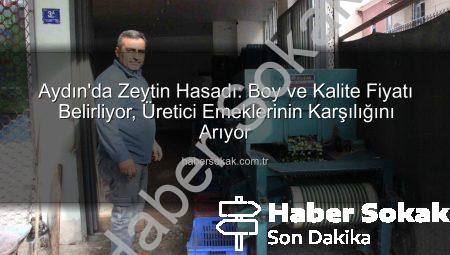 Aydın’da Zeytin Hasadı: Boy ve Kalite Fiyatı Belirliyor, Üretici Emeklerinin Karşılığını Arıyor