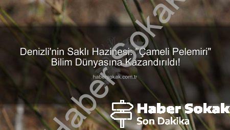 Denizli’nin Saklı Hazinesi: “Çameli Pelemiri” Bilim Dünyasına Kazandırıldı!