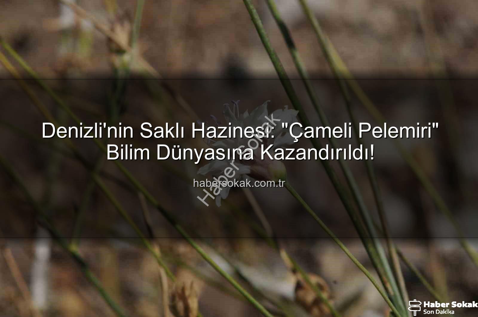 Çameli pelemiri - Denizli'nin Saklı Hazinesi: "Çameli Pelemiri" Bilim Dünyasına Kazandırıldı!