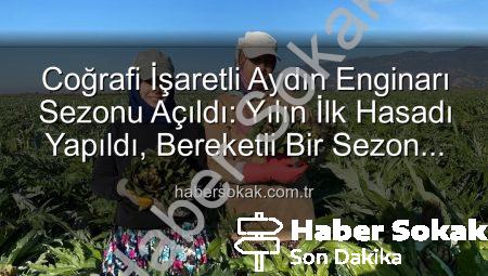 Coğrafi İşaretli Aydın Enginarı Sezonu Açıldı: Yılın İlk Hasadı Yapıldı, Bereketli Bir Sezon Bekleniyor