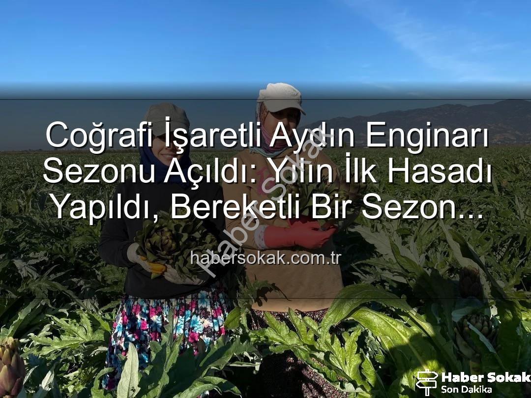 Aydın Enginarı - Coğrafi İşaretli Aydın Enginarı Sezonu Açıldı: Yılın İlk Hasadı Yapıldı, Bereketli Bir Sezon Bekleniyor