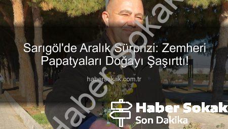 Sarıgöl’de Aralık Sürprizi: Zemheri Papatyaları Doğayı Şaşırttı!