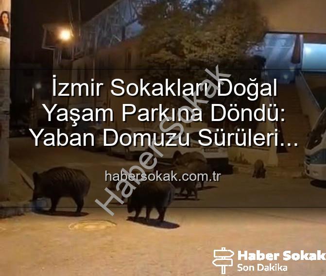 yaban domuzu - İzmir Sokakları Doğal Yaşam Parkına Döndü: Yaban Domuzu Sürüleri Şehri İstila Etti!
